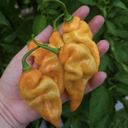 Habanada, Pepper Seeds - Packet image number null